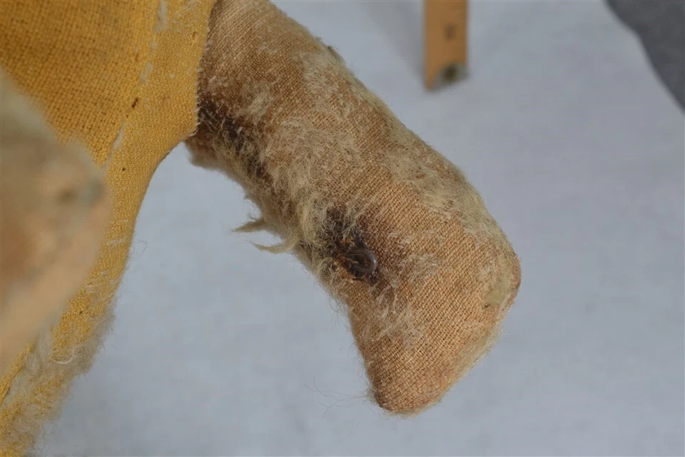 antiguo paja peluche perro mohair cristal ojos rubio 13 en original 1800s Foto 4 de 4