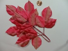 VINTAGE Variegated Fushia / Pink Satin Leaf Cluster made in Japan