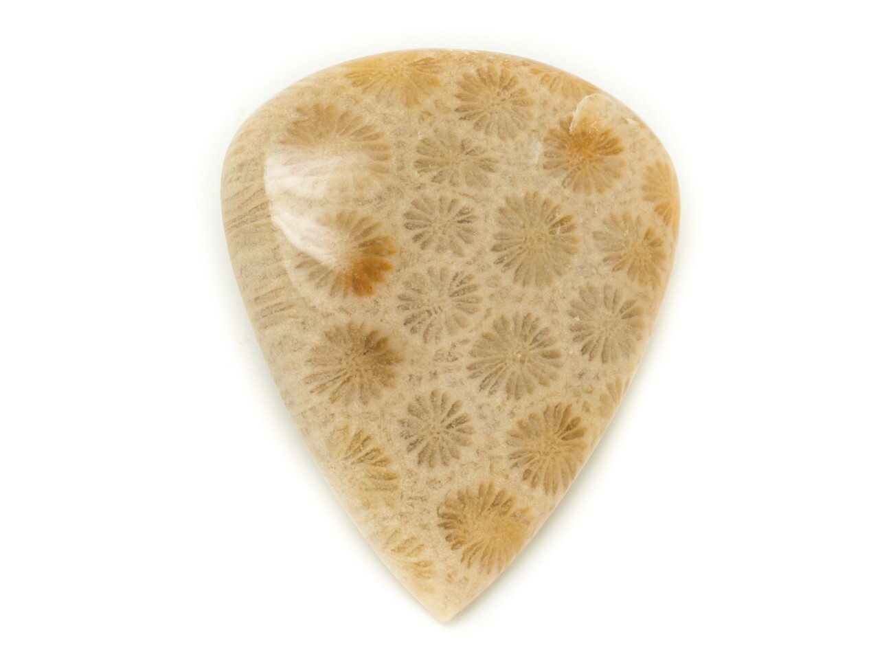 Cabochon corail fossile N50 la poésie d'une pierre océanique millénaire