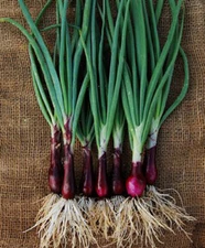 200+ Onion Seeds Ruby Red Onion Red Stem Scallion(Alllium cepa)  USA 