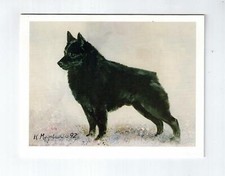 New Schipperke Pet Dog Profile 12 Blank Note Cards Great For Birthdays Thank You