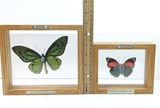 Ornithoptera Paradisea Poseidon New Guinea & Agrias Claudina Lugens Peru Lot 