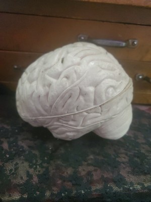 VintagAnatomical Human Brain Gray Matter Model  Educational Teaching Tool BD865