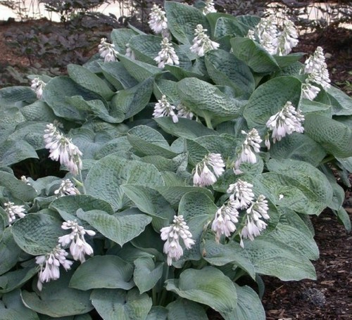 HOSTA FLOWER SEEDS - MIX - Picture 2 of 6