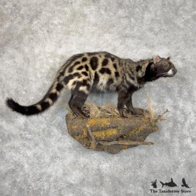 #29874 WC | African Civet Cat Standing Taxidermy Mount For Sale