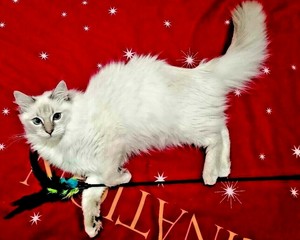 feather waggler cat toy