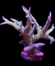 Live Coral  Birdsnest Ponape Seriatopora 1”+