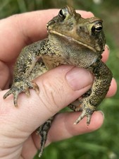 50 American Toad Tadpoles