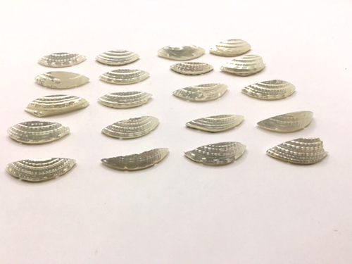 Nice Set Of 20 Mother Of Pearl Crescent Buttons For Craft Decoration. - Picture 9 of 10