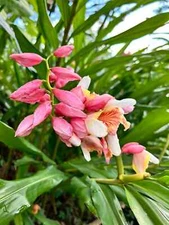 2 Pink Perfection Shell Ginger rhizomes,   Alpinia hainanensis, Free Shipping!