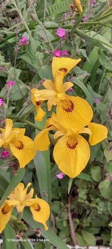 Water Plants- Iris hybrid Iris pseudacorus 'Roy Davidson' - Picture 4 of 5