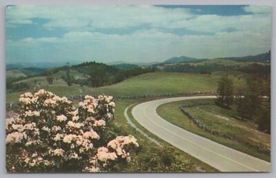 Mountain Laurel In Bloom, Along The Blue Ridge Parkway, VTG PC