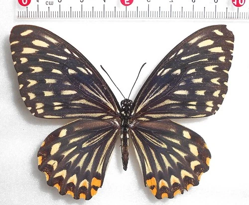 Female!  Chilasa clytia flavolimbatus  Andaman Is. INDIA