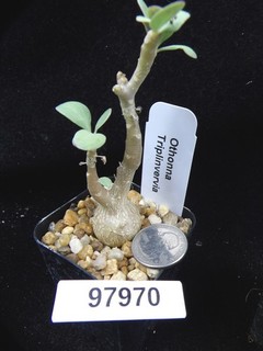 Othonna triplinvervia Uncommon Seedling Live Succulent Cactus Plant 97970