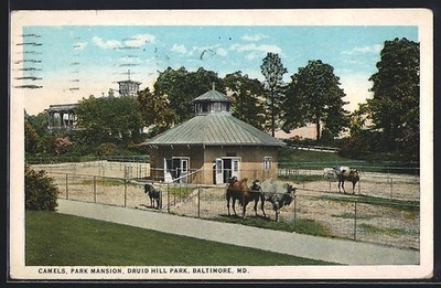 Baltimore, MD, Camels, Park Mansion, Druid Hill Park, Ansichtskarte 