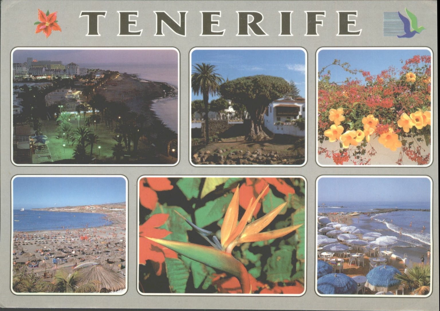 Tenerife Postcard 1997 - Los Cristianos, Drago Milenario, Loro Parque