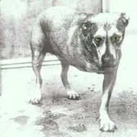 Alice In Chains | Alice In Chains | Deutsch | Audio-Cd | CD | 1995