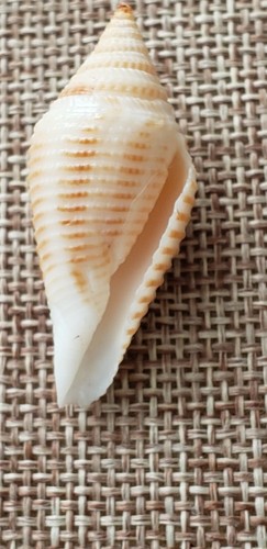 Conus Coromandelicus 35 mm India 1998 gran espécimen RARO ⭐ - Imagen 10 de 11