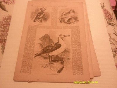 ANTIQUE  FULL PAGE,BALLOU'S DRAWING ROOM, THE HOOPOE, WANDERING ALBATROSS, OWL