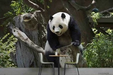 3D Forest Animal Panda Self-adhesive Removable Wallpaper Murals Wall 11