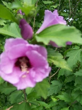 SET OF 2 ROSE OF SHARON PLANTS 12 TO 24 INCHES 2 TO 3 YEAR OLDS 
