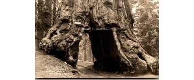 Giant Sequoia Walk-Thru Tree RPPC - Mariposa Grove 1920s - Mariposa Co CA