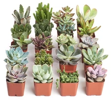 20 Pack Mixed Succulent Plants Perfect For Indoor Outdoor Decor Gifts