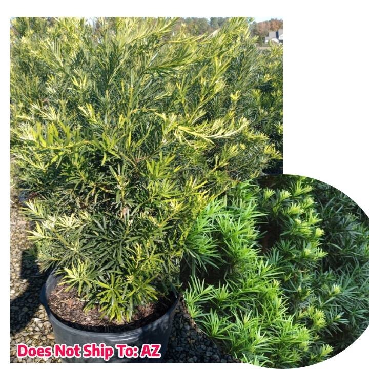 Podocarpus Macrophyllus Plant Japanese Yew Bush Maki Fast Grow 1 Gal Pot  6-12" | eBay