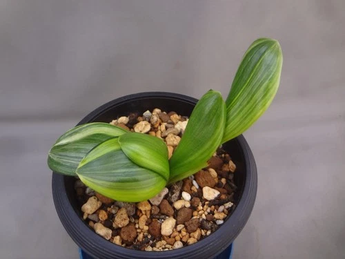 Chiese Clivia miniata 'Ouran' shima variegated (Dwarf species)