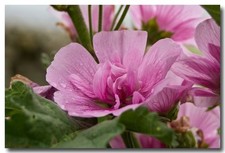 30 Malva Pink Perennial Flower Seeds