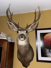 Mule Deer Shoulder Mount