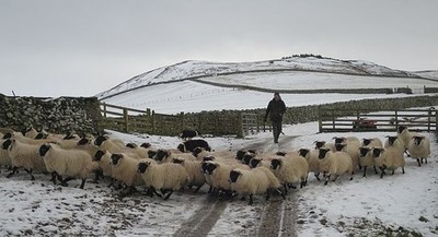 Foto 6x4 Schafe unterwegs Chatto unterstützt von zwei Collies, der Hirte um 2017