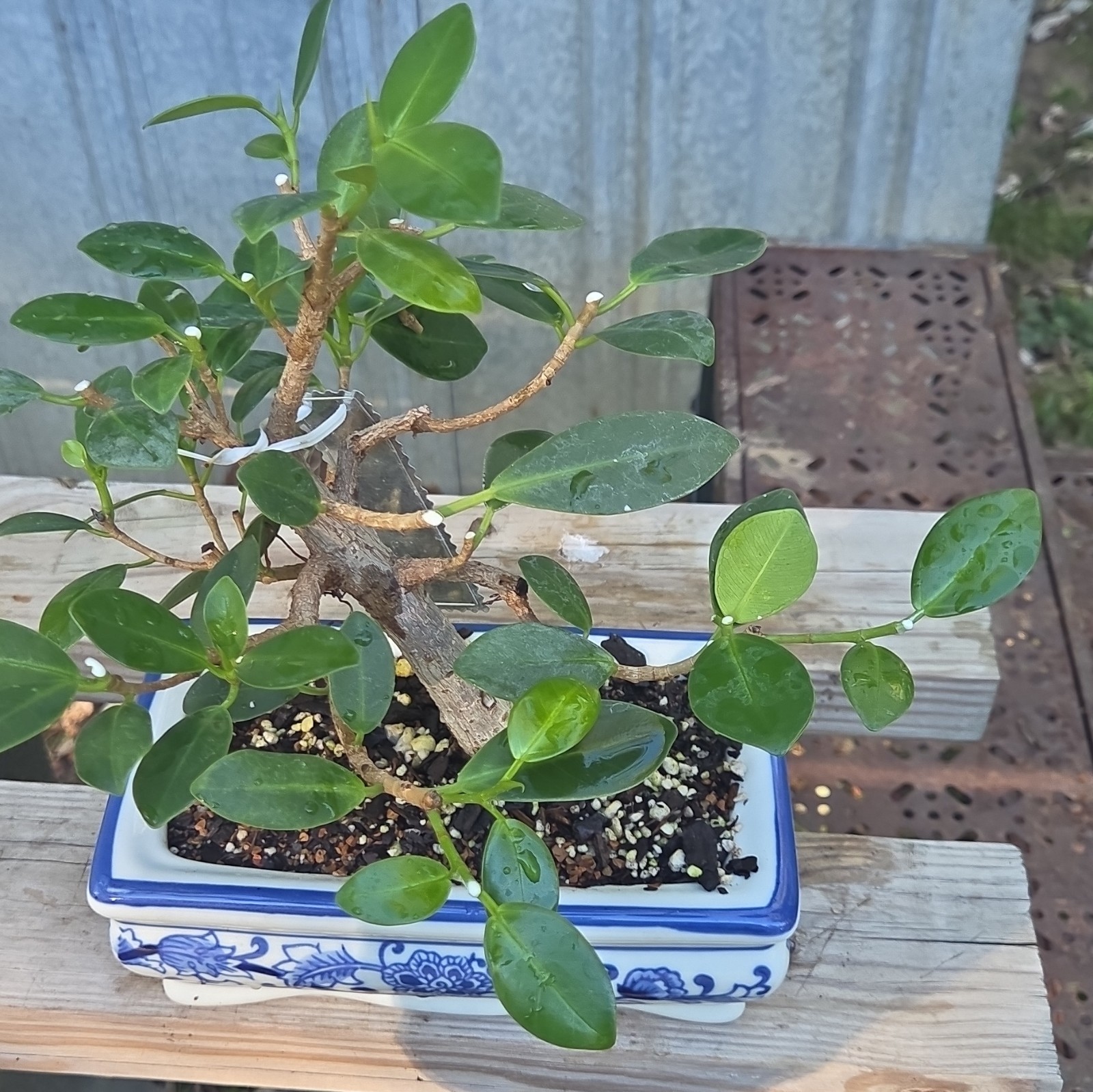 Green Island Ficus Bonsai Tree Potted Plant Indoor Blue & White 7