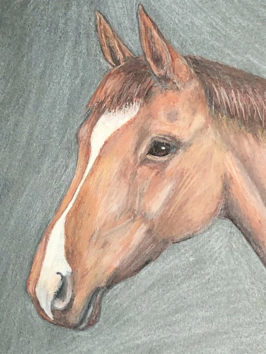 Horse Drawings In Color