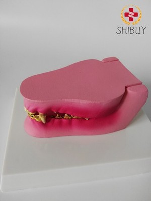 Canine Dog Jaw Anatomical Model Anatomy Veterinary Dental Animal Skeleton  