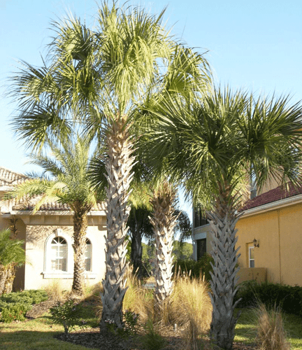 2+ Year Old Sabal Palm Tree, Cabbage Palm, Texas Sabal "Not Bare Root, 1 Sapling - Picture 4 of 7