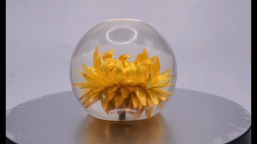 60mm Real Golden Everlasting Daisy in Clear Lucite April Birth Month Flower Gift - Video 1 of 1