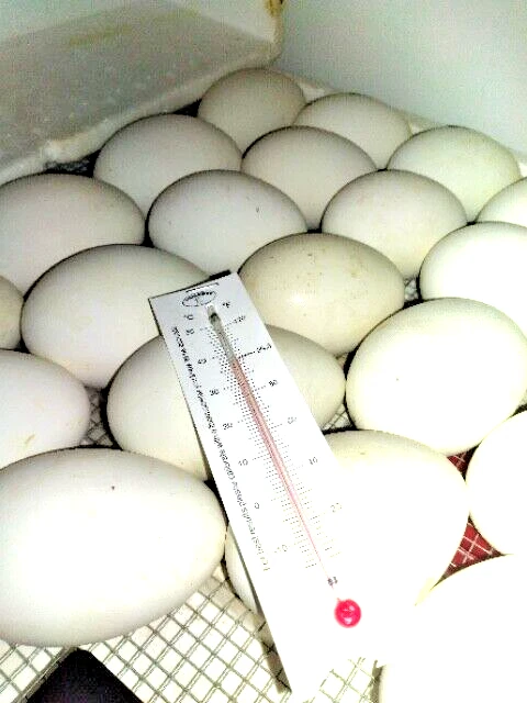 6 FERTILE HATCHING GOOSE EGGS BARNYARD RANDOM MIX POSSIBLE POMERANIAN TOULOUSE + - Image 3 of 4