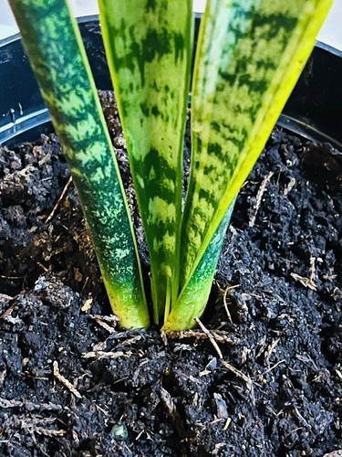 Snake Plant-Sansevieria- Air Purifier Indoor Plants - Picture 4 of 5