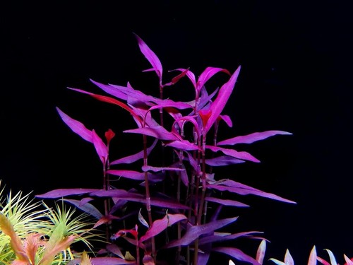 3 Stems persicaria sao paulo! Live Aquarium Plants FREE S/H! Rare!! Gorgeous!!!