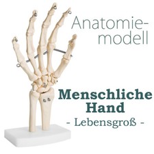 Lebensgroße menschliche Hand – anatomisches Lehrmodell Medmod
