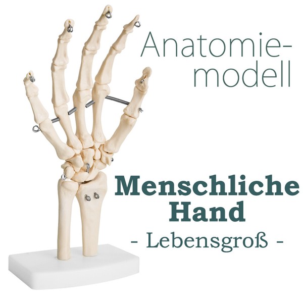 LebensgroßE Menschliche Hand – Anatomisches Lehrmodell Medmod-image