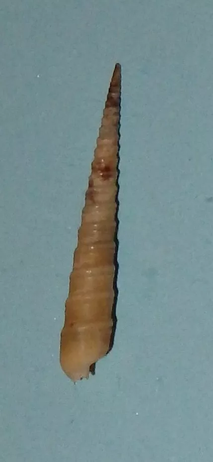 Picture 1 of 2