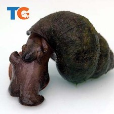 Trapdoor Pond Snail For Sale Buy Live Trapdoor Snails Online Toledo Goldfish