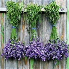 English Lavender 500 Seeds Heirloom Non GMO Herb USA Seller Fast Shipping