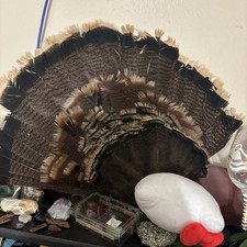 Wild Idaho Merriam Turkey Tail fan Feathers, 28 in L x 18 in H