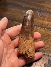 Beautiful Monster 4.31” Spinosaurus Tooth Dinosaur Fossil Kem Kem Bed