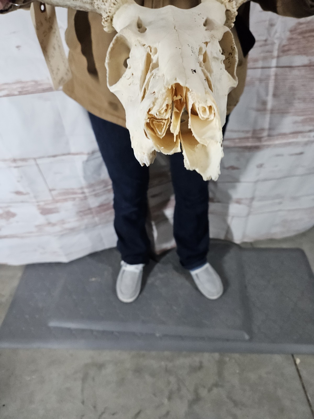 Wild 8 Point Whitetail Deer Antler Rack Horn Skull European Mount Man Cave 133"