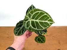 Anthurium Crystallinum x Forgetii Pot Size: 4"