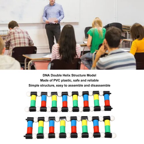 DNA Model Double Structure Molecular Model Kit For Biological Genetic - Picture 8 of 24
